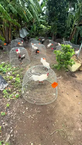 Phơi nắng 🥰🥰