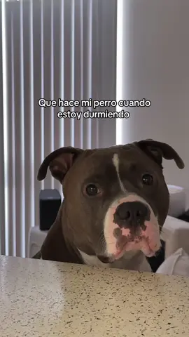 Vayan por sus palomitas 🍿 llegó su serie favorita 🤭  #dog #perro #pitbull 