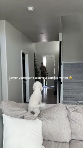 When you haven’t seen your dad in 6 months 🥹✨#dog #dogsoftiktok #puppy #puppytiktok #puppies #military #reunion #militaryhomecoming #sweet #wholesome #heartwarming #Love #bichon #poodle #crying 