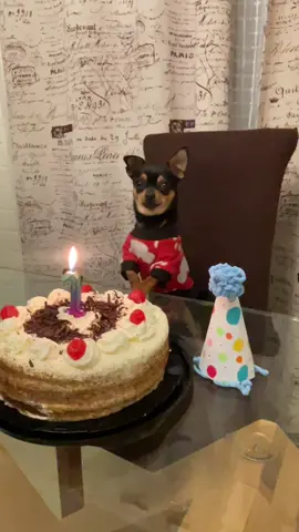 Ramón cumplió 1 añito 😂 💖✨ #chile#chihuahua#dog#happybirthday#cake#puppy#trend#santiago#tiktokdogs#filter#challenge#Love