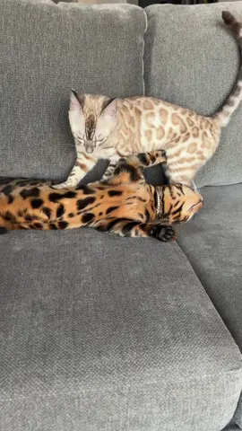 Vanilla and caramel #bengalcat #leopardcat #foreignbengals #snowbengal #fyppp 