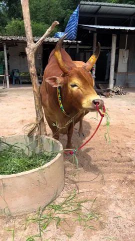 #แดงงามราชสิงห์เจ้าบุญโชค❤️‍🔥🐲 #ปลายเดือนนี้มีให้ชมคับ#วัวชน #พาขึ้นฟีดหน่อย 