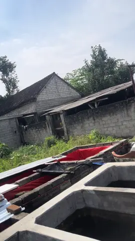 apa masih pegang tatah tertingi oskar slyer😇😇🍃 #lewatberanda #ikanoscar #ikanoscarslayer #fyppppppppppppppppppppppp #fy #fyppppppppppppppppppppppp #fy #ikanpredator #ikanpredator#ikanhiasindonesia #fypage #pengusahamuda #penghobiikanhias #peternakmuda #tre #nashafarm 