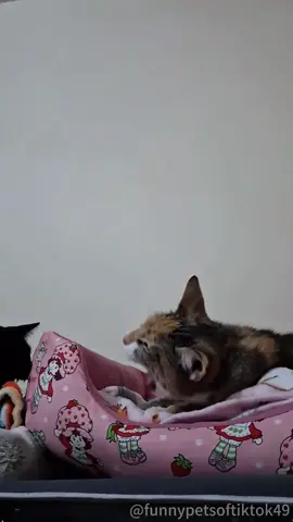 When you have two cats...#fyp #cat #foryou #petlove #catsoftiktok #catlover #funny #funnyvideos #fypage #funnycat #funnytiktok #cats