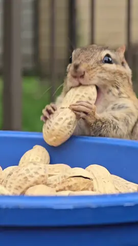 Cutie!!  #chipmunks #nature #animals #animalsoftiktok 