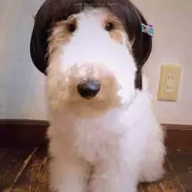 i love you chewchan | silly edit of @ぼろたん !! :D #borotan #chewchan #wirefoxterrier #snog #mulch #mulchdog 