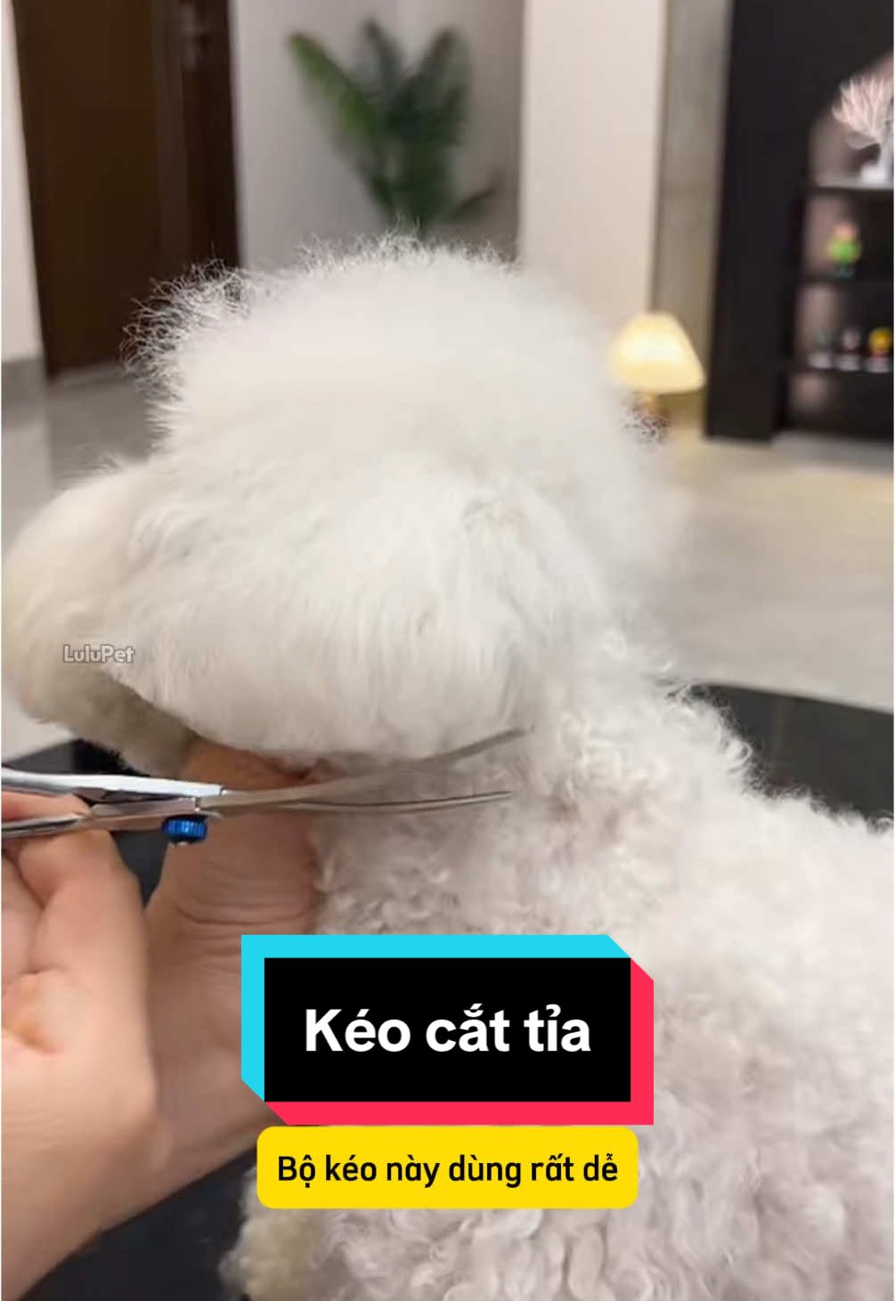 Bộ kéo cắt tỉa lông cho thú cưng, giúp sen cắt tỉa cho bé tại nhà tiết kiệm và tiện lợi #pet #cat #thucung #chomeo #dog #ticipet #lulupetspa #phukienthucungticipet #thanhpetspatainha #xuhuong #xuhuongtiktok #fyp #meo #keo #keocattialongthucung #keocattialongchocho #keocattialongchomeo #cattialongthucung #cattialong 