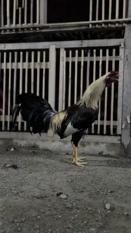Special gocok duduk⚡️ #fyp #jusufgamefarm #ayamfilipin🇵🇭 #peternakmuda #salamsatuhobbi🐓 #grey #gocokduduk 