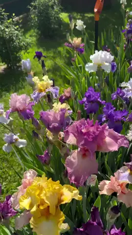 hời ơi..... thấy có đẹp gì đâu 🤣#hạ #dienvy 