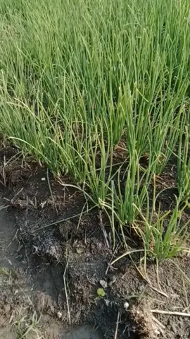Bawang merah 36hst #petanimuda #petaniindonesia🇮🇩🇮🇩🇮🇩🌿🌿 #petanimodern #petanisukses #pejuangrupiah #sawahpedesaan #bosmuda #bahanswmu #bahanstory #bismillahfyp #bismillah #bismilahrame #harusfyp #gakpernahfyp #gaksukaskip📵 #gakdingintetepseger #gakpernahfyp😭 #lewatberanda #lewatberandafyp #lewatberandamu #lewatberandafypシ #hiburantiktok😁✌ #xybca #yzxcba #tiktokindia #tiktokviral #tiktoknews #tiktoker #vidioviraltiktok #masukberanda #masukberandafyp #masukfyp #masukberandamuu #fypage #fyppppppppppppppppppppppp #fypシ゚ #fypdong #fypgakni #fypシ゚viral🖤tiktok #viralvideo #viraltiktok #viralvideotiktok #viralvideos #gratisongkir #beranda #berandatiktok #berandafyp #tren #trend #trendingsong #promosale #promobelanja #promotiktok #promotiktokshop #bigsale #gratisongkirtiktok #virale #pejuangfyp #trendingreels  #trendingnow #trendingtiktok #affiliatemarketing #affiliate #affiliatetiktok #affiliatepemula #reels #reels__tiktok #story #storytime #storywa #cekkeranjangkuning #nganjukhits #nganjukviral #nganjukstory  #nganjuk24jam #nganjukkotaangin #nganjuk_jawa_timur 