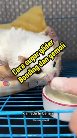 -nahh kalo malem, waktunya kamu kasih makan dia lebih banyak selain banyak Gerak karna aktif, dia juga bakal ngerasa lebih sering laper karna kan lebih aktif akalinnya, sediain makanan lebih banyak diantara diatas yang tadi kira kira kamu udh cob acara yang mana nih efektif nggk? #sugarglider #pet #jesugargliderid #bonding #gemoii #carabonding #carajinakinsugarglider 