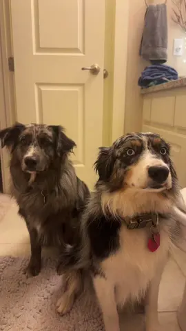 They were obviously insulted #aussie #australianshepherd 