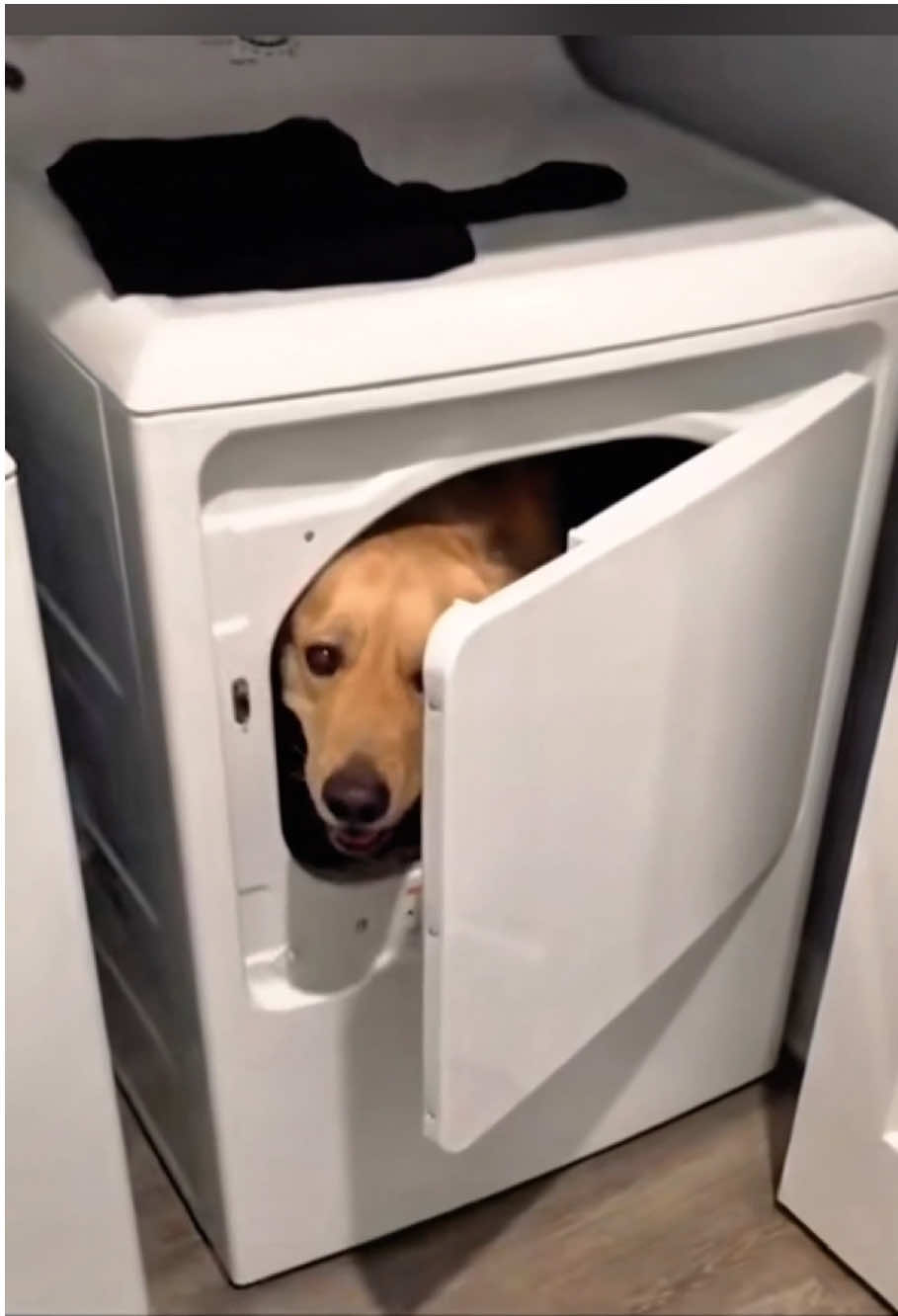 Lightning is coming lightning ⚡️⚡️⚡️⚡️⚡️ #funny #dog #funnyvideo #cute #foryou #🤣🤣 #doglover #dogsoftiktoks 