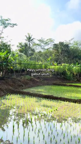 Jual kitu sawah nya euy#fypシ゚ #sundastory #katakata #tthsunda 