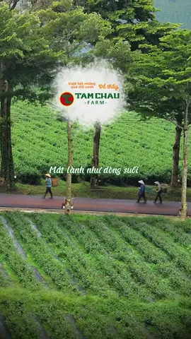Như một lá phổi xanh 🍀 #viraltiktok #khudulichsinhthai #tamchaufarm #baoloc #viralvideo #fyp #dulich #lamdong