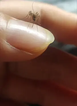 針都扎弯了，捋直，继续扎😂😂