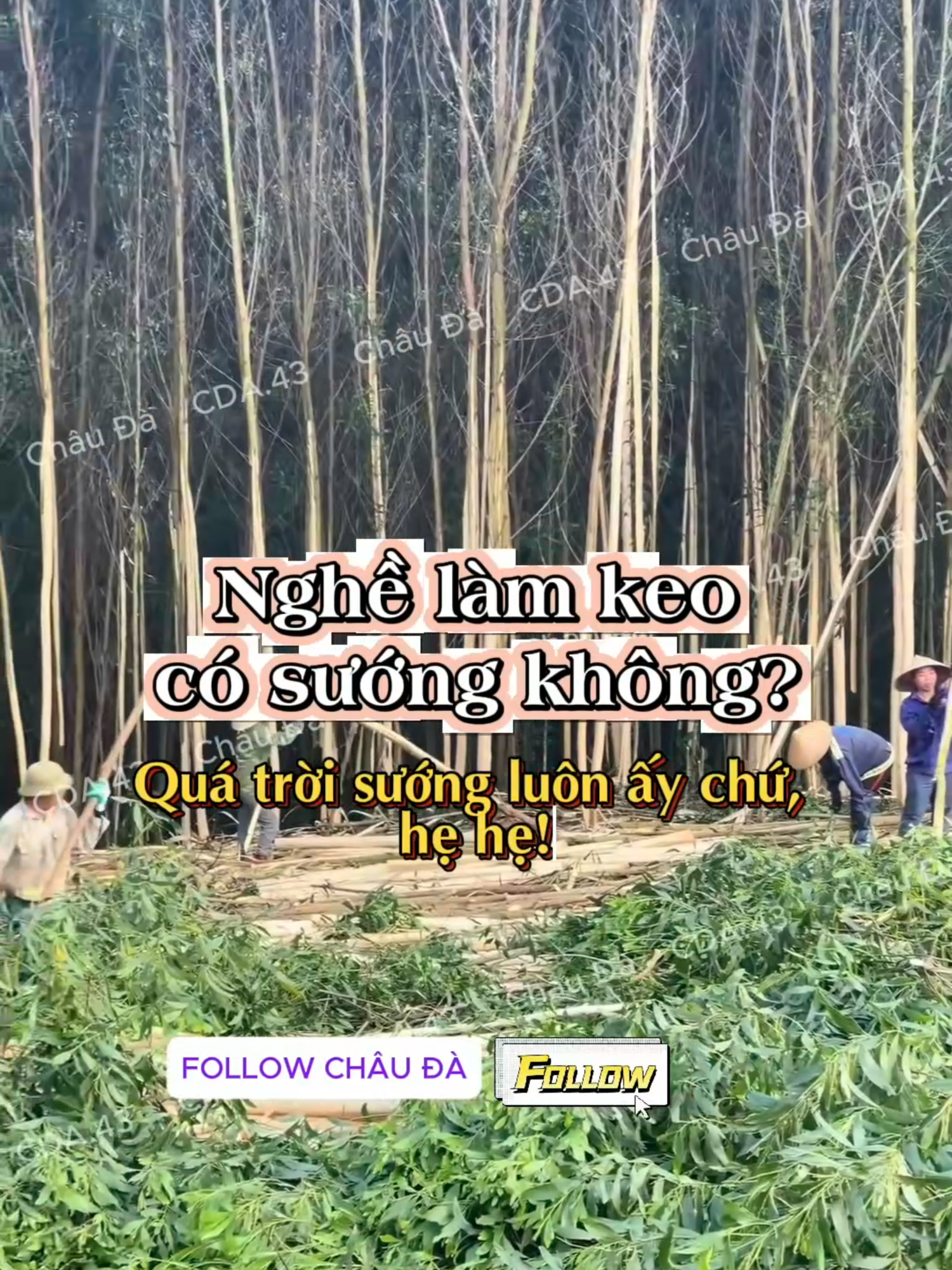 Nghề làm keo có sướng ko? #xuhuong #khaithacgokeo #lotvokeo #bocvokeo #chauda43