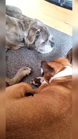 the one the only GARMLE DRENG #canecorso #missyou #folksong #folkmusic 