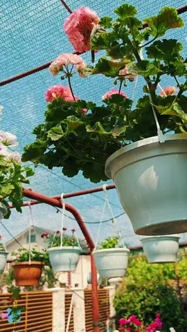 #CapCut  #heavenonearth #rai #flori #flower #power #womanpower 