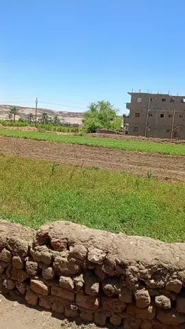 #اسيوط 