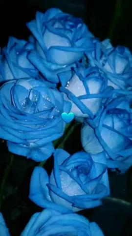 Mavi gül 🫠💙 #mavi #gül #💙 #çox #qəşəngdi #axı #keşfer #keş #k #keşfett #tiktok 