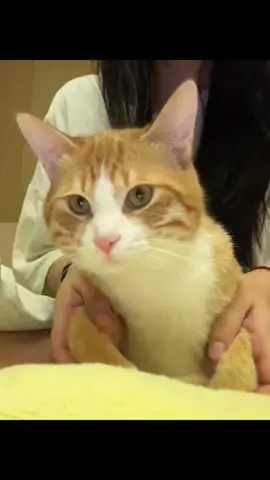 #可愛い猫 #猫の日常 #笑える #迷惑行為 #抖音爸爸別限我流 