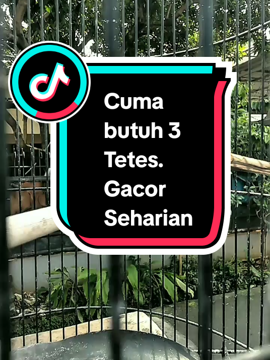 Burung diem aja? Burung kamu lesu, nggak mau bunyi, atau malah nyilet? 😩 Coba tetesin PROVITT ke air minumnya! 💧 3–5 tetes aja, dijamin burung makin gacor, suaranya panjang & merdu 🔥 💯 Terbuat dari herbal alami, aman & bikin burung aktif lagi! 🎯 Burung happy ➜ kamu tenang 🎯 Sudah banyak yang buktiin sendiri! 📌 Klik link di bawah buat order sekarang, sebelum kehabisan stok! Bird Life  #bird #birds #birdlover #perkutut #perkututlokal #perkututlokalgacor #perkututlokalalam #merboktandang #merbokmalaysia #zebradove #zebradovebird #zebradovesound  #perkutugacor #Katuranggan #ombyokan #perkututombyokan #mitosperkutut #sangkarperkutut #kelanggenan #perkutuombyokan #indonesiabird #malaysiabird #thailandbird #Affiliate #Burung gacor #VitaminBurung #TipsPerkutut