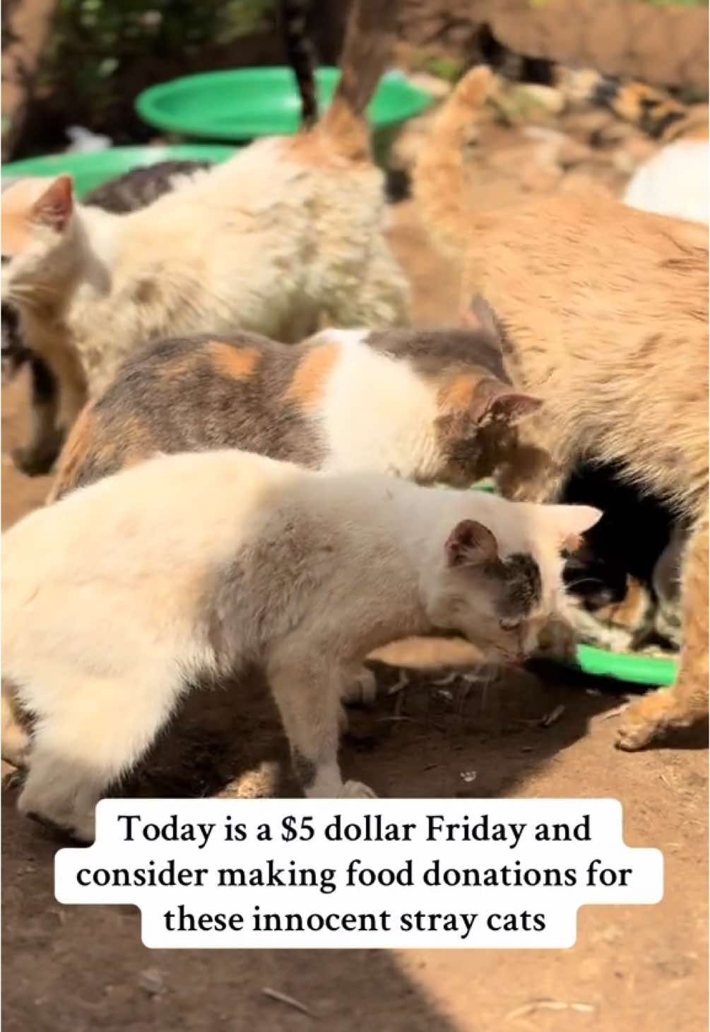 Today is a $5 dollar Friday and consider making food donations for these innocent stray cats#fyp #help #catsoftiktok #tiktokviral #catslovers #cats #shelter #viral_video #view #animal #kitten #canada_life🇨🇦 #views #catrescue #kittensoftiktok #animalsoftiktok #animalsoftiktok #pets #cat #rescuekittens 
