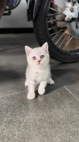Betina Silver shaded #kucingbsh #kucinglucu #catlover #adopsikucing #kucingtiktok #adopsikucingmalang #adopsikucingjakarta #adopsikucingbandung #adopsikucingtangerang #adopsikucingbogor 