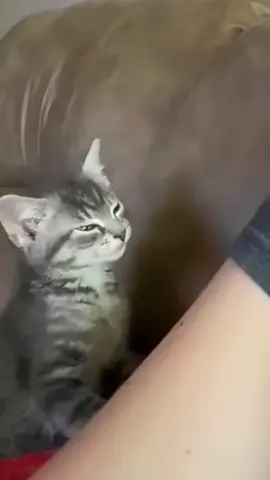 A super clingy cuties #usaus #funny #funnyvideos #petlover #foryou #kitten #cutebaby #cat #catsoftiktok 