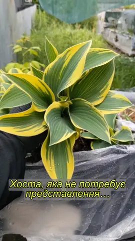 Хоста ‘Valley’s Glacier’ — варіегатна краса з характером! 🌿 Щільний, компактний кущ із блакитно-зеленим листям та яскравою жовто-кремовою облямівкою. 🌸 У середині літа розпускає ніжні лавандові квіти. ✅ Сорт некапризний: • Тінь або півтінь • Не потребує пересадки багато років • Зимостійка до -40°C 📏 Висота — 30–35 см, ширина — до 75 см 🎨 Контрастний акцент для міксбордерів, бордюрів і контейнерів Ідеально поєднується з астильбами, синіми хостами, папоротями. Ціна: 200 грн Відправляємо Новою Поштою та Укрпоштою, номер тел. 0951678721 #хоста #хости #саджанці #саджанціукраїна #садівництво #садівництвоукраїна #рослиниукраїна #багаторічники #квітник #дачаукраїна #продажсаджанців #саджанціпоштою #саджанціонлайн #купитирослини #купитихости #садовийцентр #інтернетмагазин #foryou #fyp #відеодня #українськийконтент #українськийтікток #тіктоксадівника