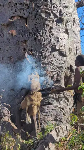 Gathering honey with the tribe#hadzabetribe #wildlife #culture #nature #honey #bees 