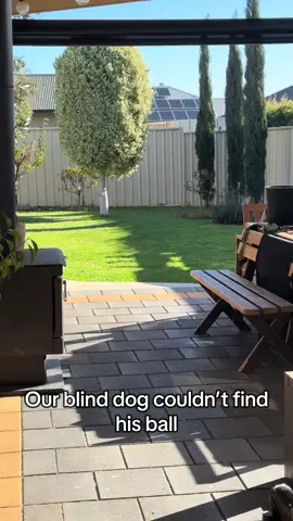 These 2 melt my heart 😭 We always wanted a vision and hearing doggo to help our future vision impaired one and we couldn’t be happier with their bond 😍 @Pikelet Butterwiggle still has a few of peaches siblings up for adoption 🫶🏻 #adopt #dogs #blinddog #blinddogsoftiktok #blinddogawareness #dogbestfriends #dogsofttiktok 