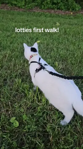 #catwalk #outside #firstvideo #firsttime #yolo 