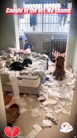 So, which dog breed do you think is the biggest home wrecker?#foryou #foryourpage #tiktok #fypシ #doglover #puppylove 