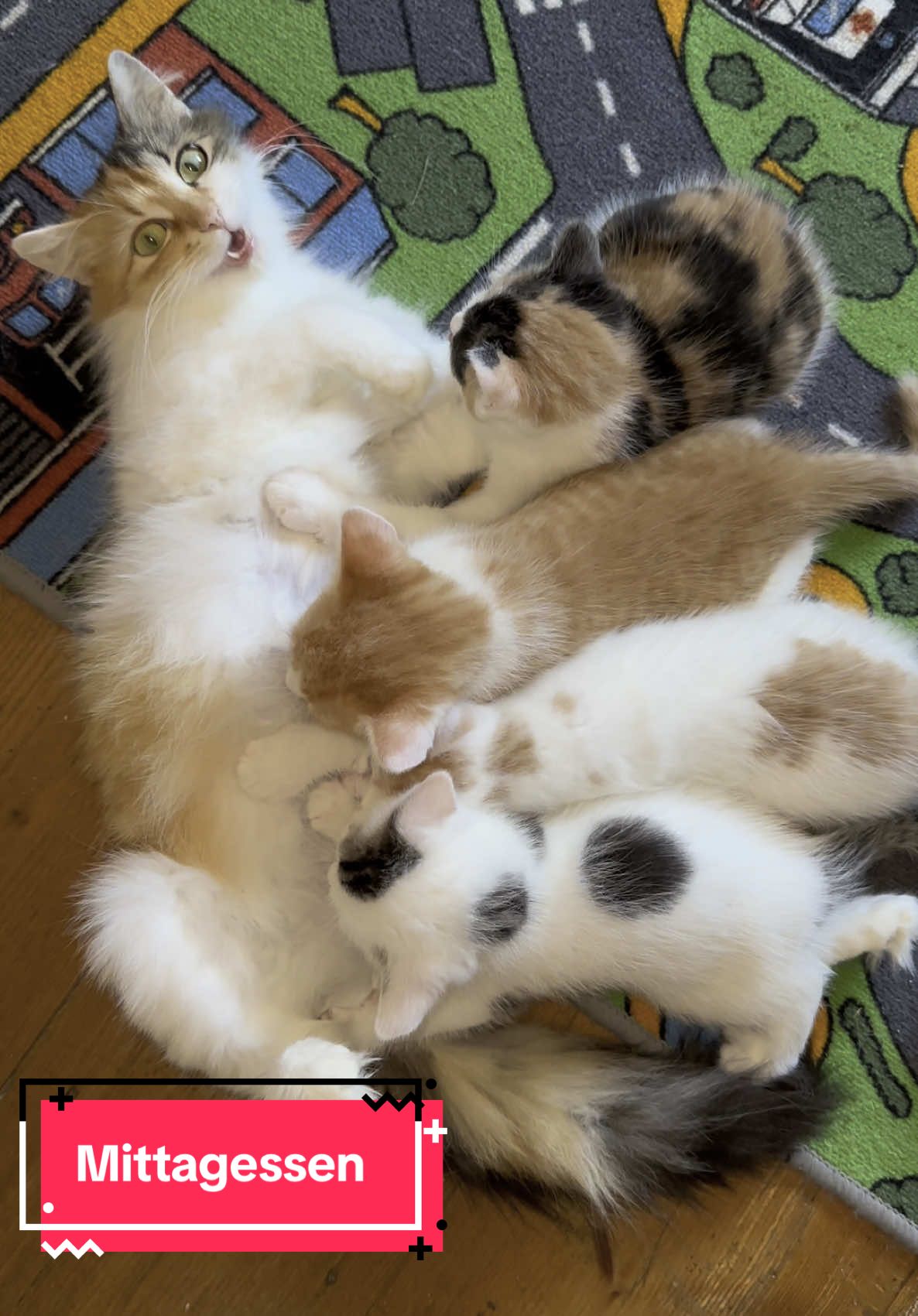 Mama Olivia hat gerade Mittagessen serviert.☺️ Sie ist selber gerade einmal 1 Jahr und kümmert sich so toll um ihre Baby‘s.   #kastrationspflicht #tierschutz #kittensoftiktok #kitten 