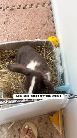 He will grow into his ears one day 😂  #housebunny #minilop #housebunnylife #newbunny #coco #minilopsoftiktok #funnyanimals #bigears 