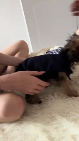 #йорк #мінійорк 