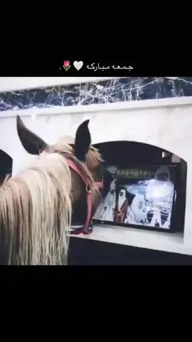 ##الهاشتاقات_للشيوخ #مشاءالله_تبارك_الله ##نجران #خيل_وخياله🐎 #خيول_عربية_اصيلة #مالي_خلق_احط_هاشتاقات #اسعد_الله_جميع_اوقاتكم🌹🌹 #المملكة_العربية_السعودية 