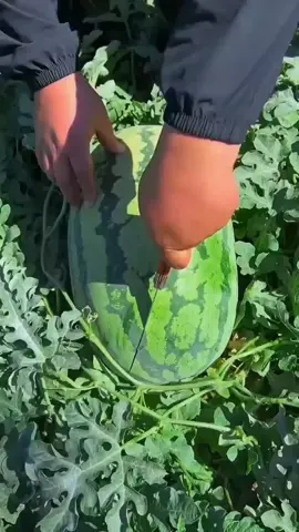 راحة نفسية 😵‍💫🫵🍉 #بطيخ #راحة_نفسيه #صوت_صفير_البلبل #صباح_الخير 