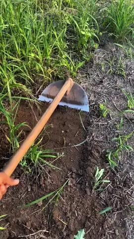 Cangkul baja kepala bahan baja tajam #cangkul #cangkulrumput 