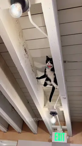 Agent cat🐱#povcat #cat #fyp #pet #kitten 
