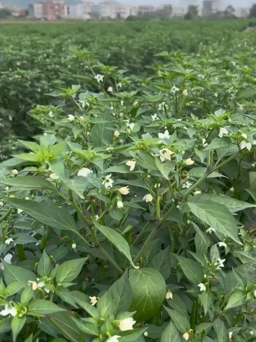 Meningkatkan kesuburan tanah dan membuat tanaman cabai lebih pedas, merah dan seragam#petanicabe #petanicabai #petanicabaiindonesia #pupukorganik