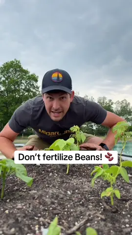Don’t fertilize your bean plants. Here’s why! #gardening #garden #gardentip #gardeningtip #gardeningtips #fypシ #fyp #gardentok 