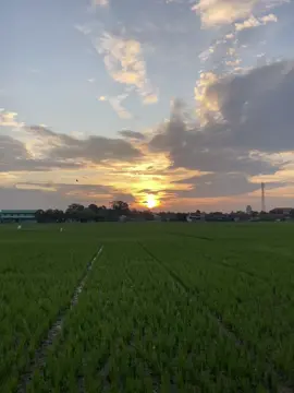 monolog + sunset + sawah. secandu itu… #monolog #sunset #fyp #kendal24jam 