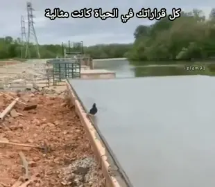 وهنا مش قصدي الحمامه #fyp #explore 