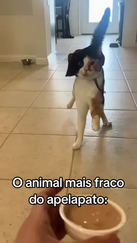 apela ensinou certinho a movimentação  #apelapato #gato #gatostiktok #gatos #ff #freefire #freefire #ff_lover #movimentação #free_fire #freestyle #freefirethofficial #gatosgraciosos 