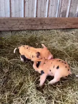 Cute little piggy 🐷#pig #babypig #babypigs #piglet #cute #baby #pig #pis 