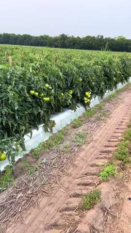 FELIZ VIERNES!🍅🪣🥵💪🏻🤑🇲🇽🇺🇸👨🏽‍🌾☀️#southcarolina #fyp #anotherone #aquiseguimosgraciasadios #farmworkers #agriculture #denlelike #arribamexicocabrones #trabajodecampo #aquianduvieran #trakashdspm #share #otratemporadamas #TrejoBrosProduce #tiktoksouthcarolina #junio #tomato #arribahidalgo🇲🇽🇲🇽🇲🇽💯🎶🎶 #arribaveracruz🇲🇽🇲🇽🇲🇽✅ #arribasanluispotosi 