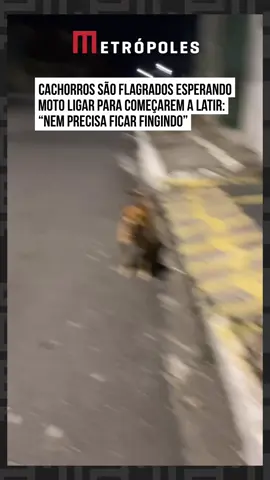 🐕❌🏍️ Um registro feito por um #motoboy viralizou recentemente nas redes sociais. No vídeo, o homem mostra dois #doguinhos esperando ele ligar a #moto para começarem a latir.  “Aquele dali nem precisa ficar fingindo”, diz o motoboy, filmando um dos #cães. “Esse daqui, nem fingindo tá. Né não, #caramelo? Vai deixar eu sair não?”, questiona o homem, mostrando o outro cachorro, do outro lado da rua, que encara fixamente o trabalhador. #TikTokNotícias 🎥 @eogonzaga7 | @myhoodbr